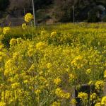 ママチャリで野宿しながら千葉：房総半島を一周しました。2日目