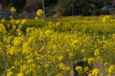 ママチャリで野宿しながら千葉：房総半島を一周しました。2日目